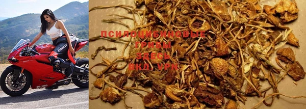 крисы Магас
